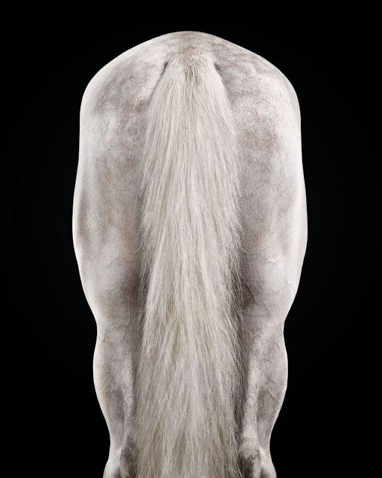 "Horses have always reminded me of ballerinas, the way their long necks gracefully bend and curve into the most beautiful forms. I couldn’t help but imagine Parisii dancing beneath the bright lights of the Royal Opera House, concluding her