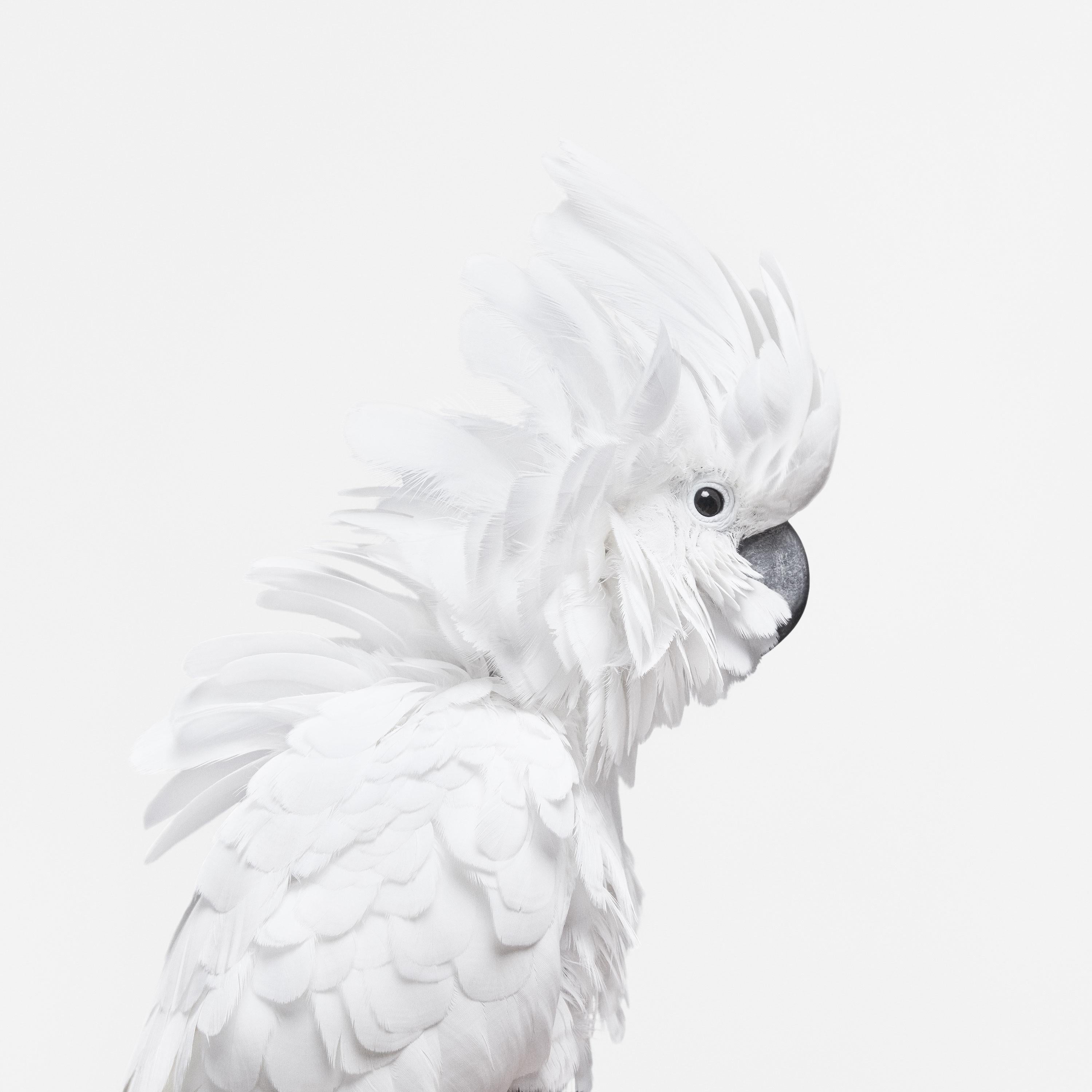 Randal Ford - White Cockatoo, Photography 2018, Printed After