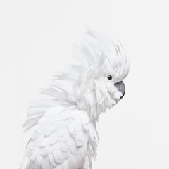 Randal Ford - Randal Ford - White Cockatoo, Photography 2018, Printed After Randal Ford - White Cockatoo, Photography 2018, Printed After