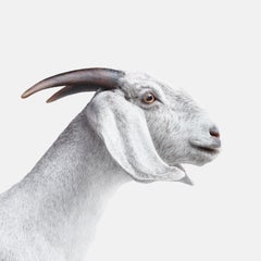 Randal Ford - chèvre blanche n° 1, photographie de 2018, imprimée d'après