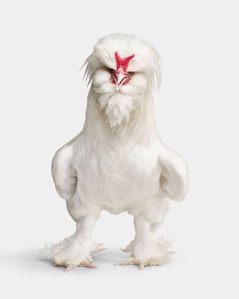 "Aleister is a rare breed—quite literally. With fewer than 1,000 Sultan chickens existing today, this snow-feathered fellow is helping keep the bloodline alive. He doesn’t let the pressure get to him though. Aleister was calm, cool, and collected on