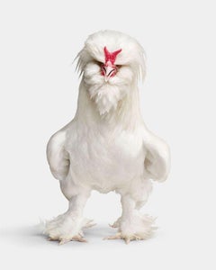 Randal Ford - White Sultan Rooster, Photography 2024, Printed After
