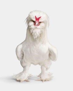 Randal Ford - White Sultan Rooster, Photography 2024, Printed After