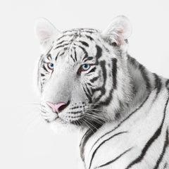 Randal Ford - White Tiger, Photography 2018, Printed After