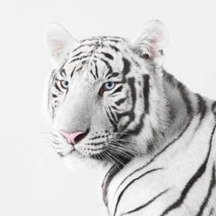 Randal Ford - White Tiger, photographie 2018, imprimée d'après