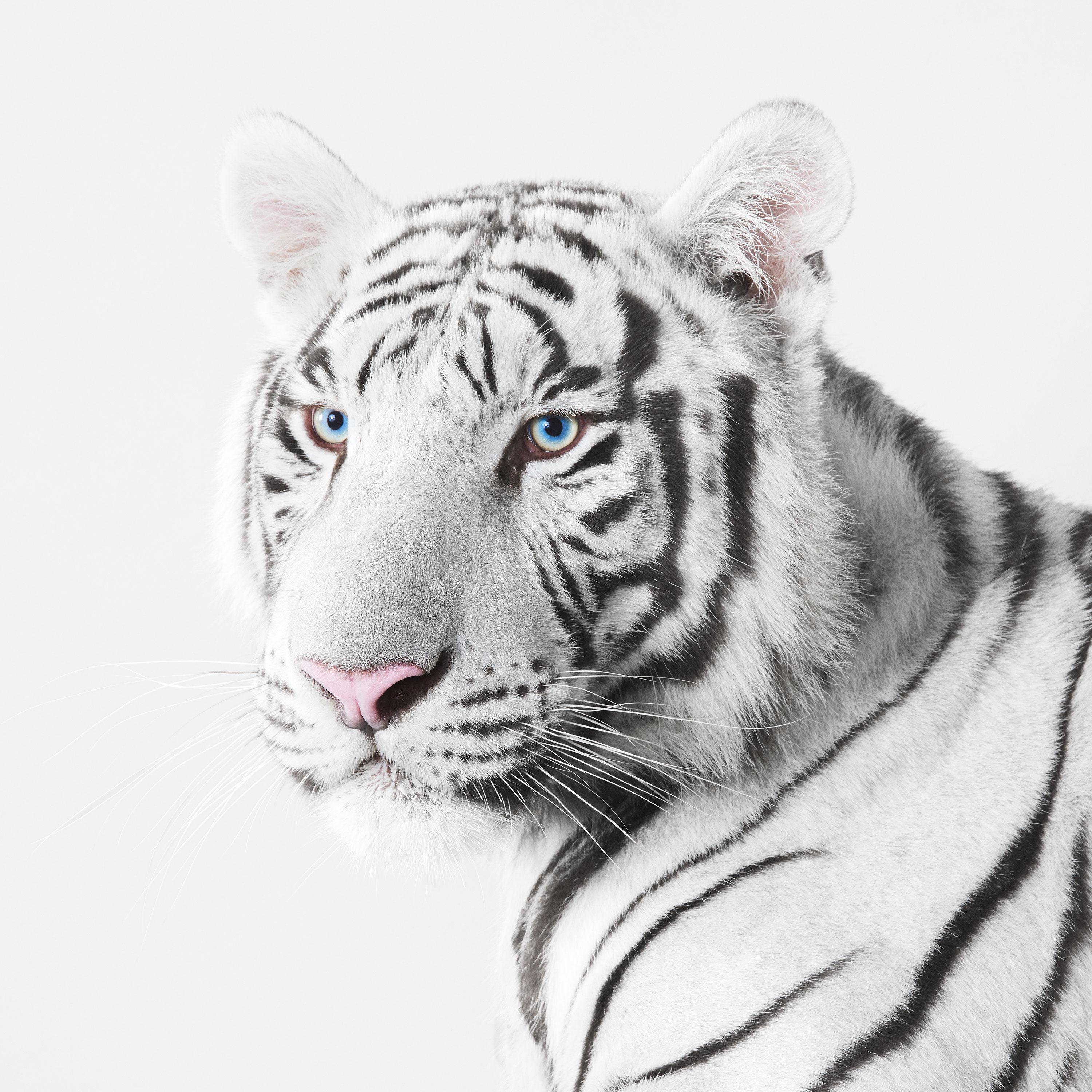 Randal Ford - White Tiger, photographie 2018, imprimée d'après