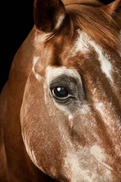 Randal Ford - Wise Arabian Horse No. 2, Fotografie 2024, Druck nach