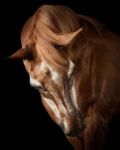 Randal Ford - Wise Saddlebred Arabian Horse n° 1, 2024, imprimé d'après