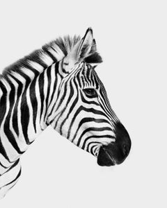 Randal Ford - Zebra Profile (BW), Photography 2024, Printed After