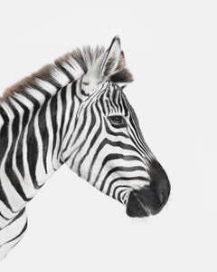 Randal Ford - Zebra Profile, photographie 2018, imprimée d'après
