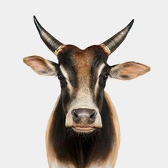 Randal Ford - Zebu Bull No. 1, Fotografie 2024, Nachdruck gedruckt