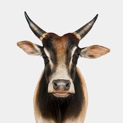 Randal Ford - Zebu Bull n° 1, photographie 2024, imprimée d
après