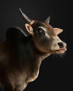 Randal Ford - Zebu Bull No. 2, Photography 2024, Printed After