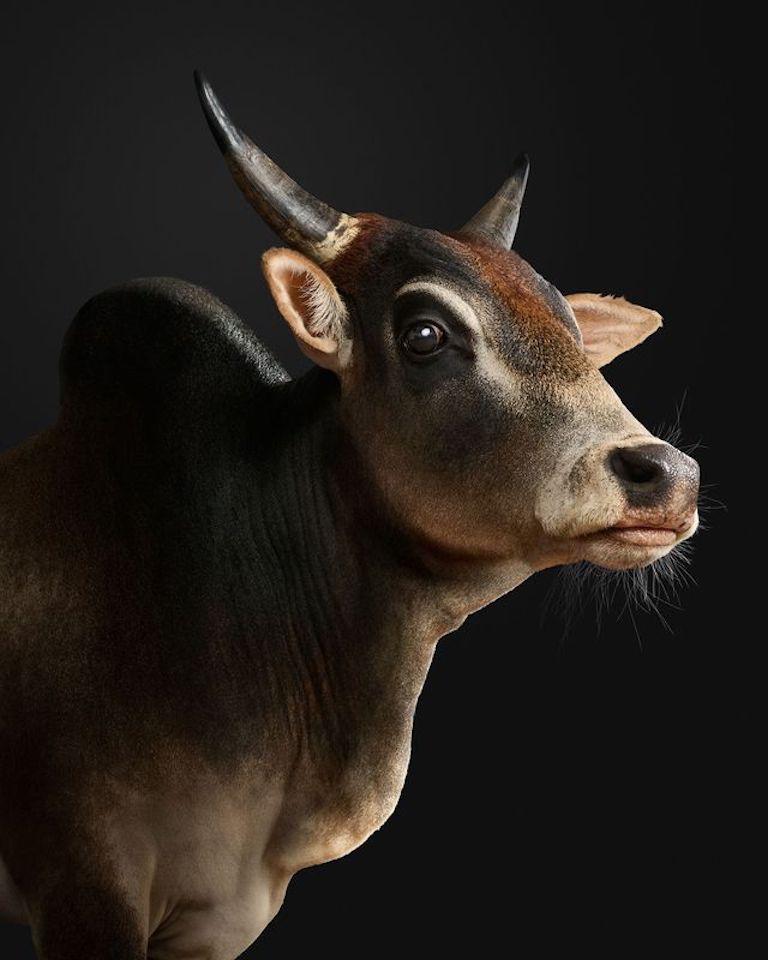 Randal Ford - Zebu Bull n° 2, photographie 2024, imprimée d
après