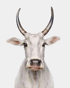 Randal Ford – Zebu Kuh Nr. 1, Fotografie 2024, gedruckt nach