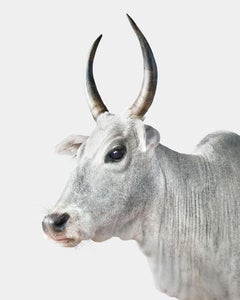 Randal Ford – Zebu Kuh Nr. 2, Fotografie 2024, gedruckt nach
