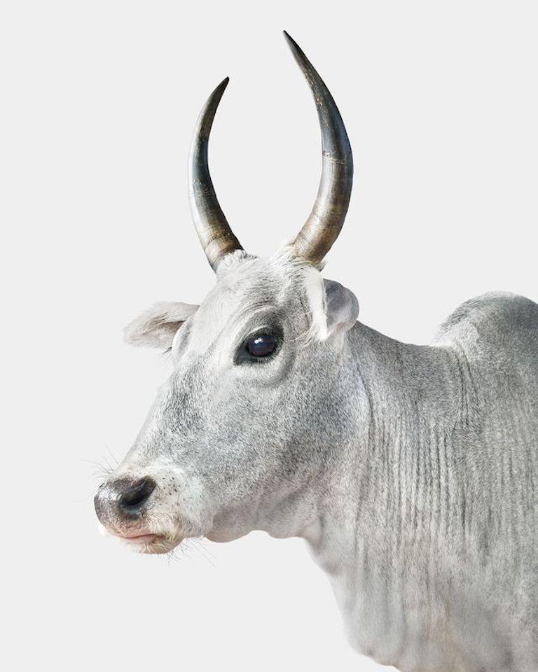 Randal Ford - Zebu Cow n° 2, photographie 2024, imprimée d
après