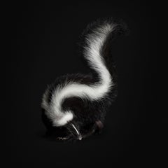 Skunk Black Collection (40" x 40")