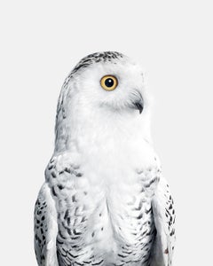 Snowy Owl No. 1 (37.5" x 30")