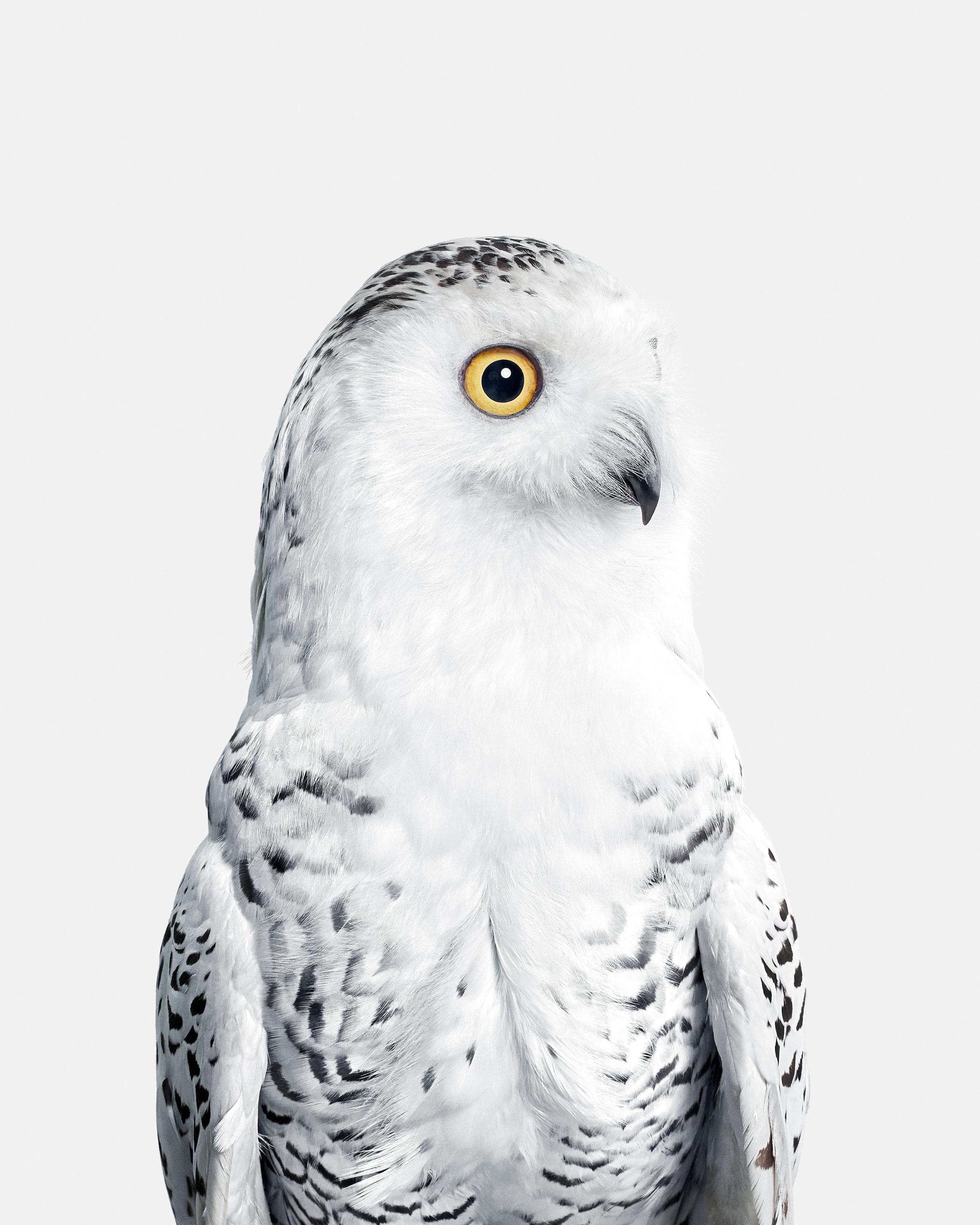 Randal Ford Animal Print - Snowy Owl No. 1 (50" x 40")