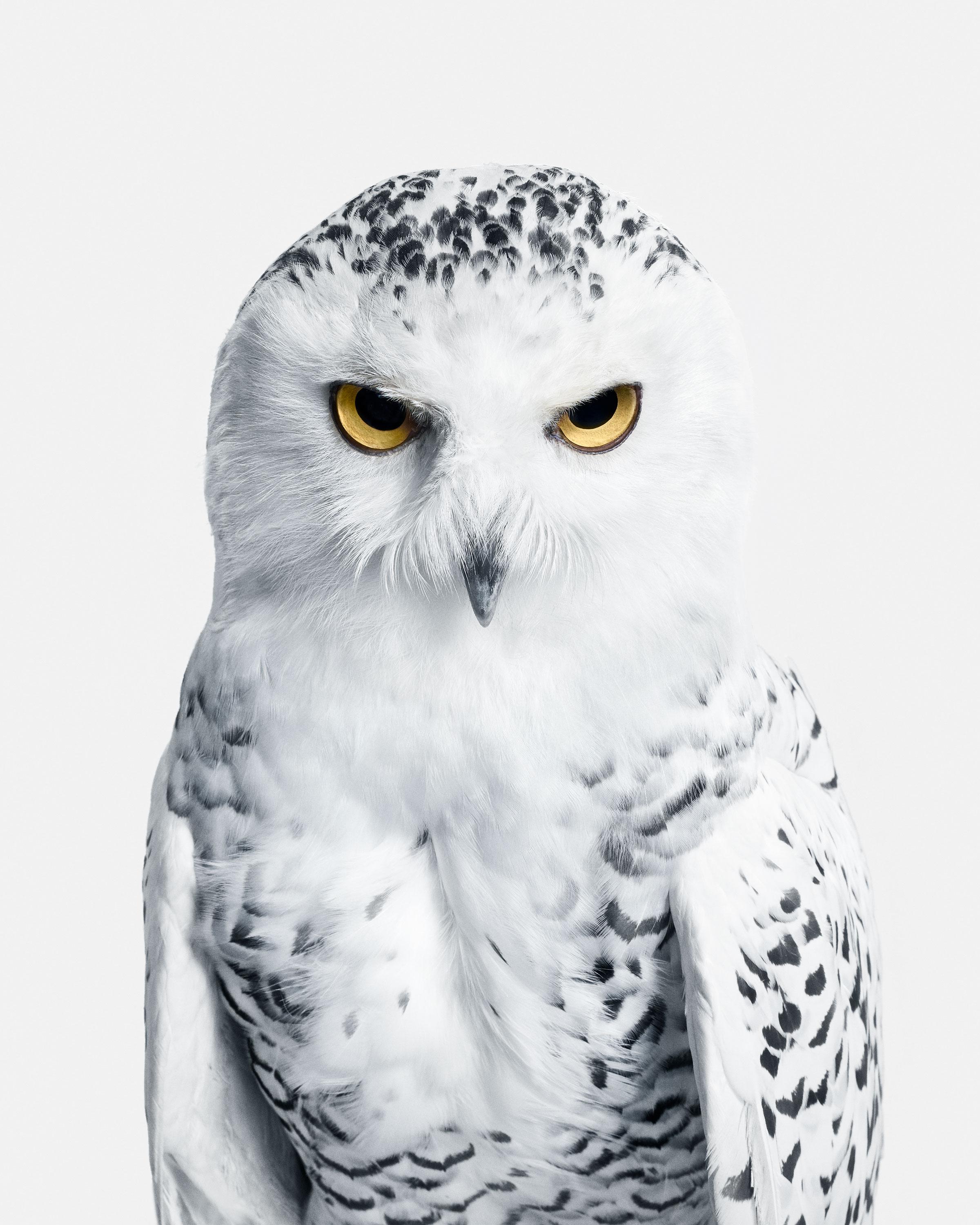 Randal Ford Animal Print - Snowy Owl No. 3 (60" x 48")