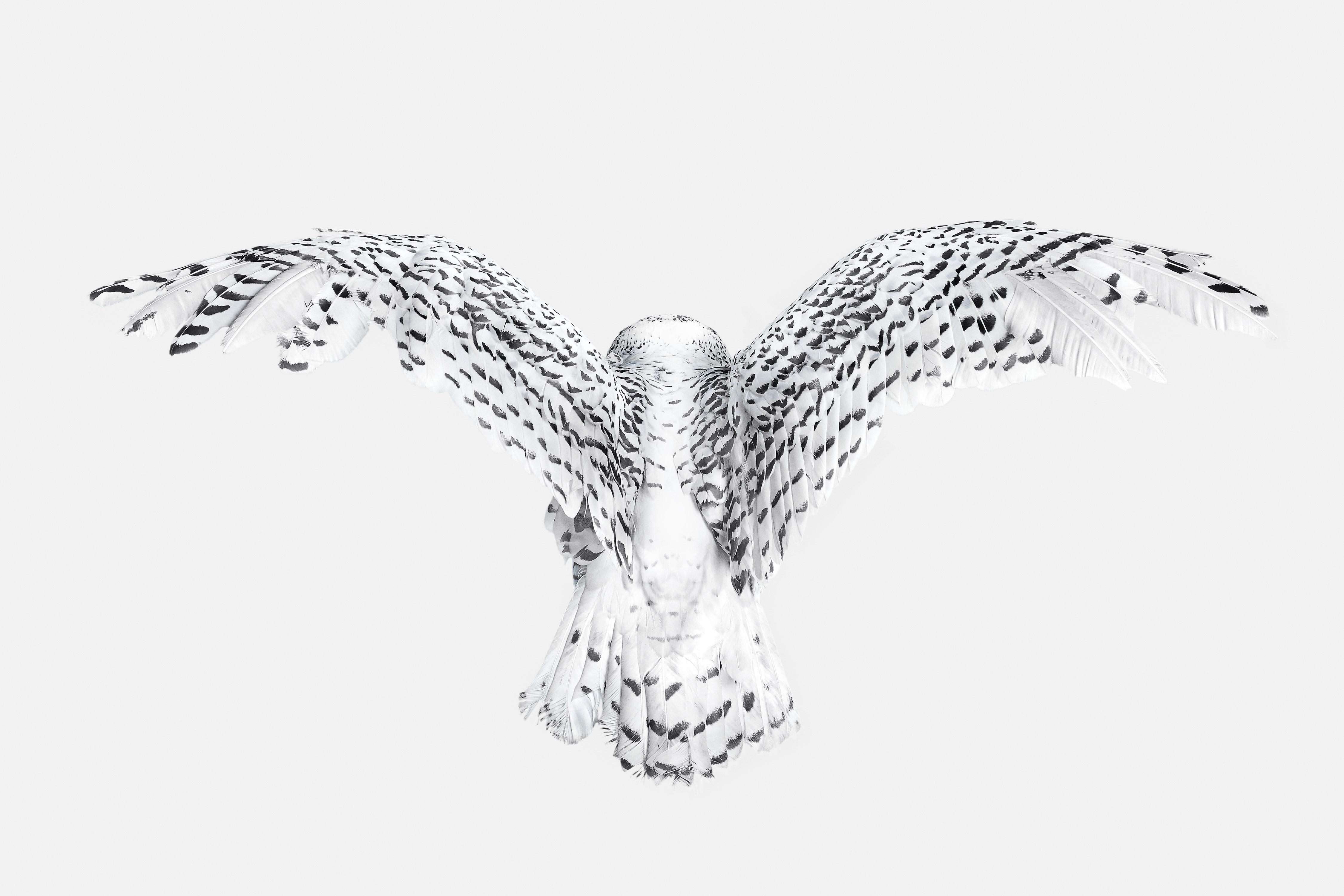 Randal Ford Animal Print - Snowy Owl Wings (30" x 45")