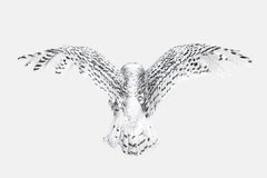 Snowy Owl Wings (30" x 45")