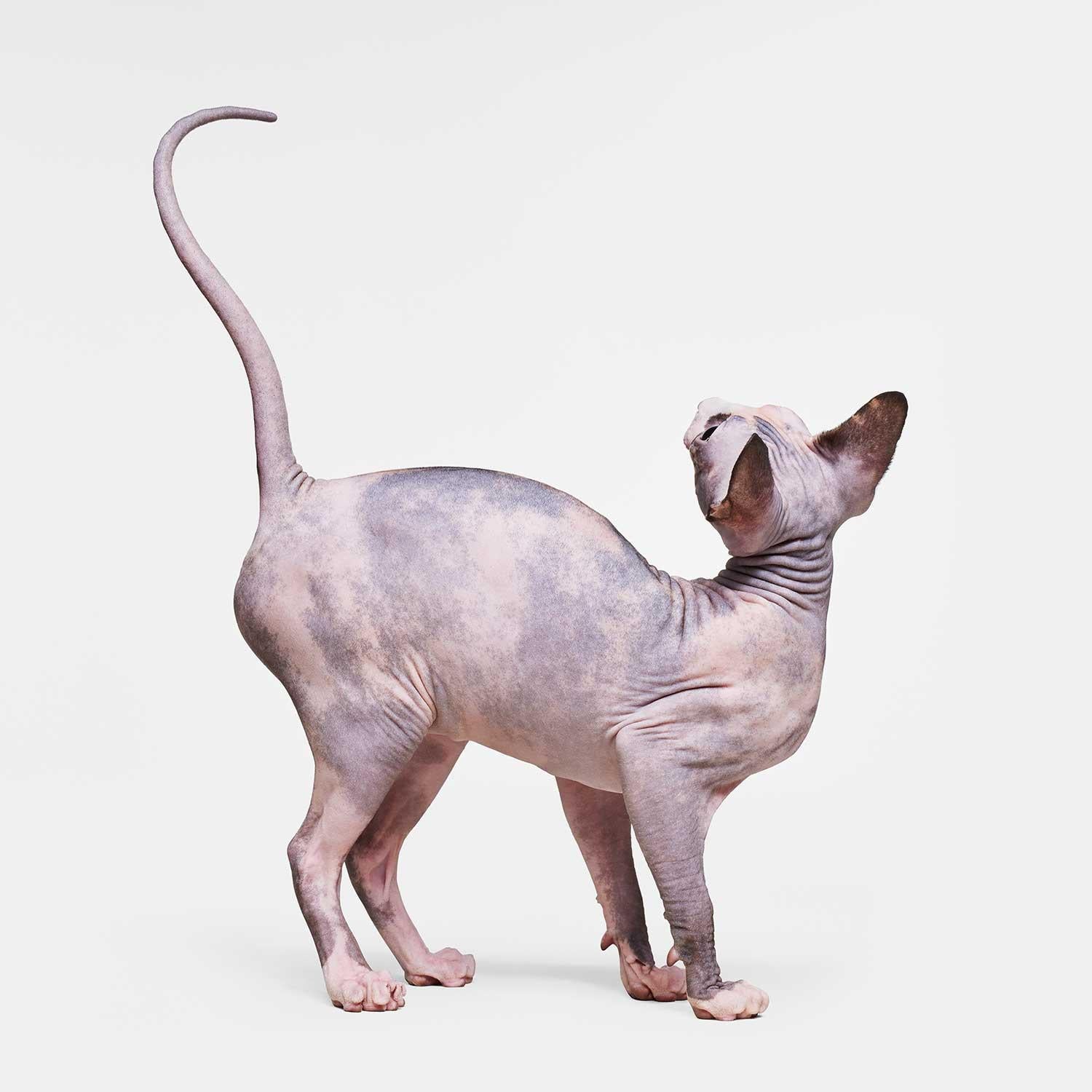 Randal Ford Color Photograph - Sphinx Cat No. 2 (40" x 40")