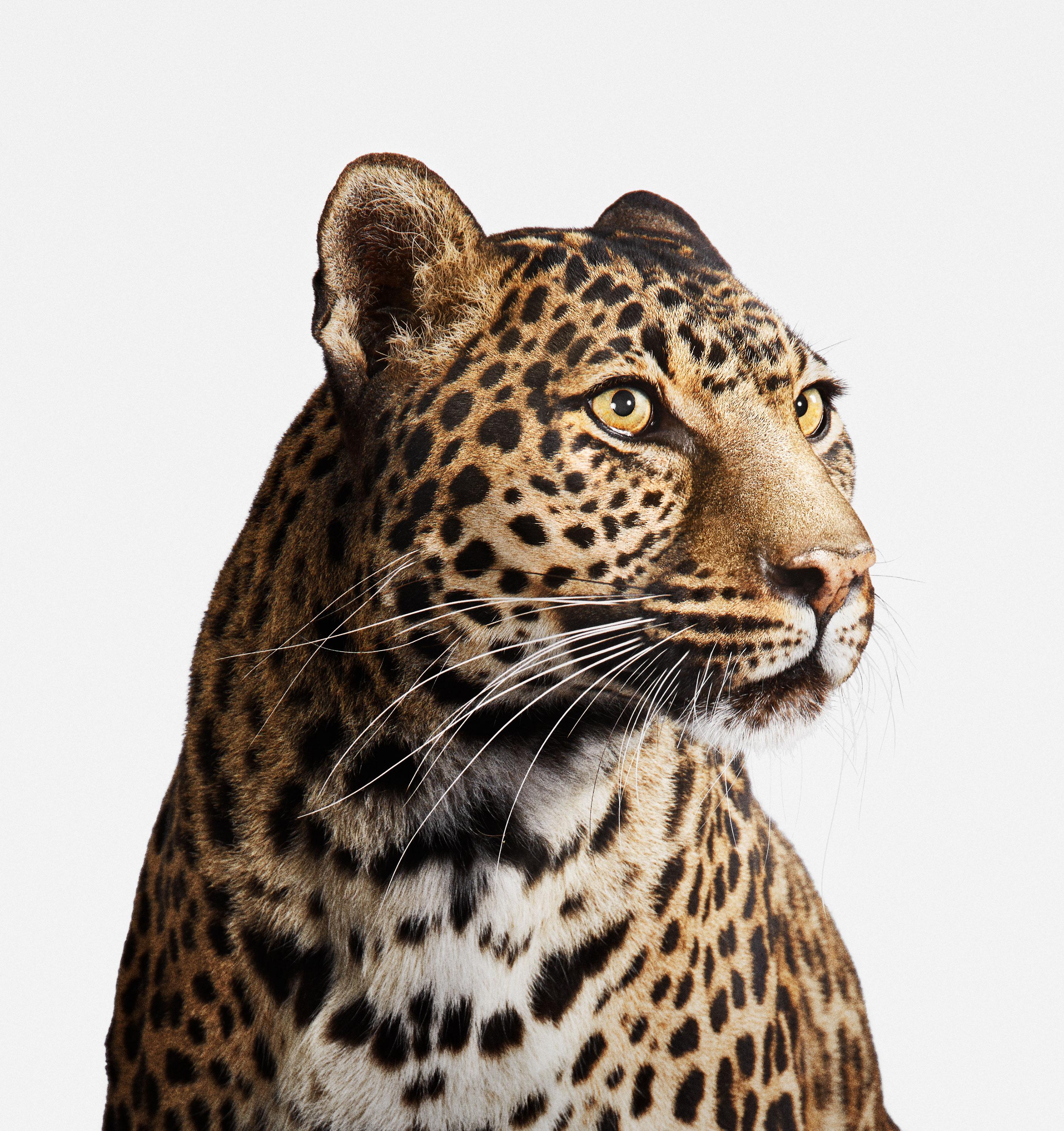 Randal Ford Animal Print - Spotted Leopard No. 2 (40" x 50")
