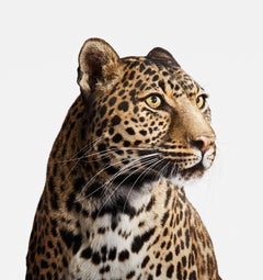 Spotted Leopard No. 2