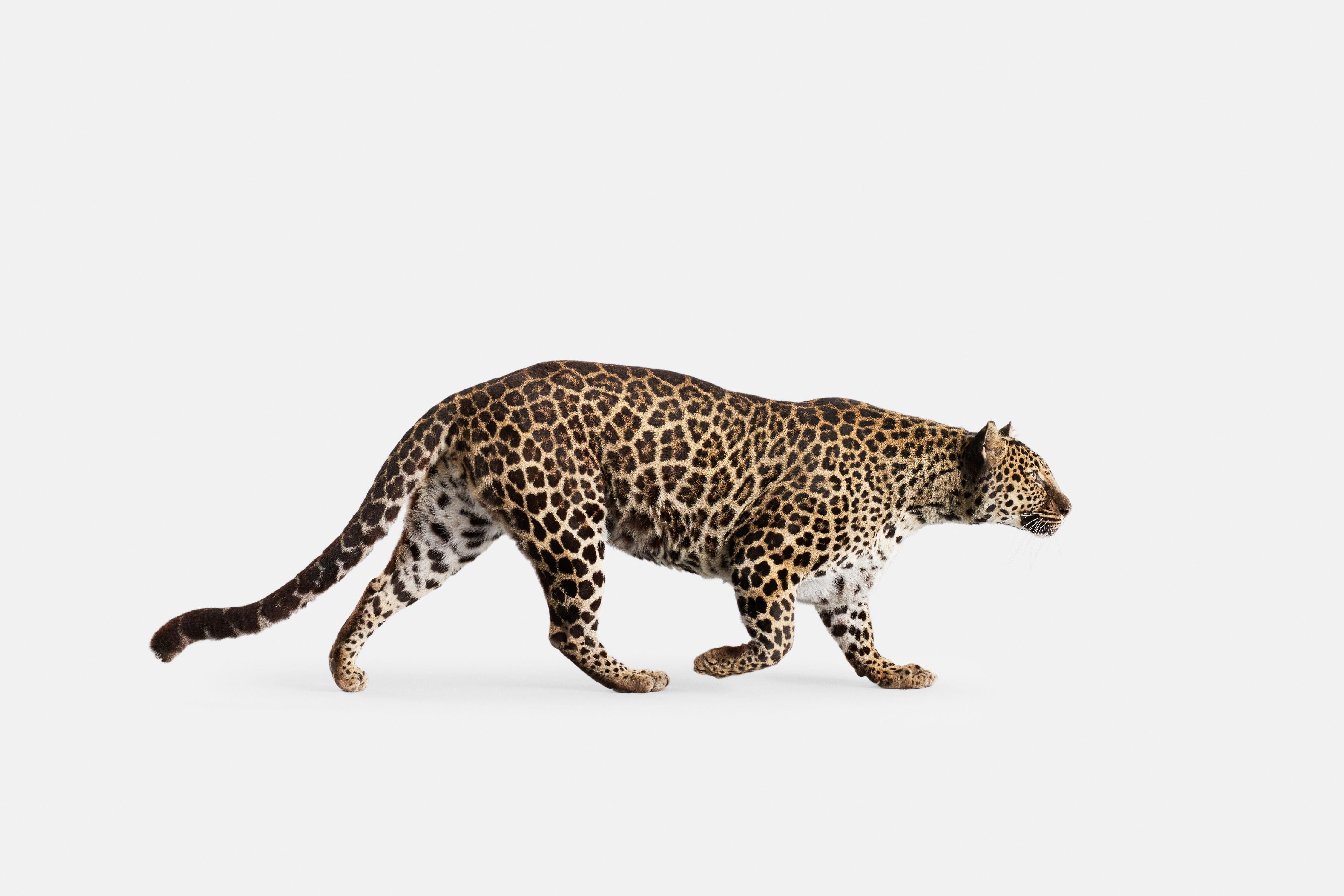 Randal Ford Animal Print - Spotted Leopard No. 3 (40" x 60")