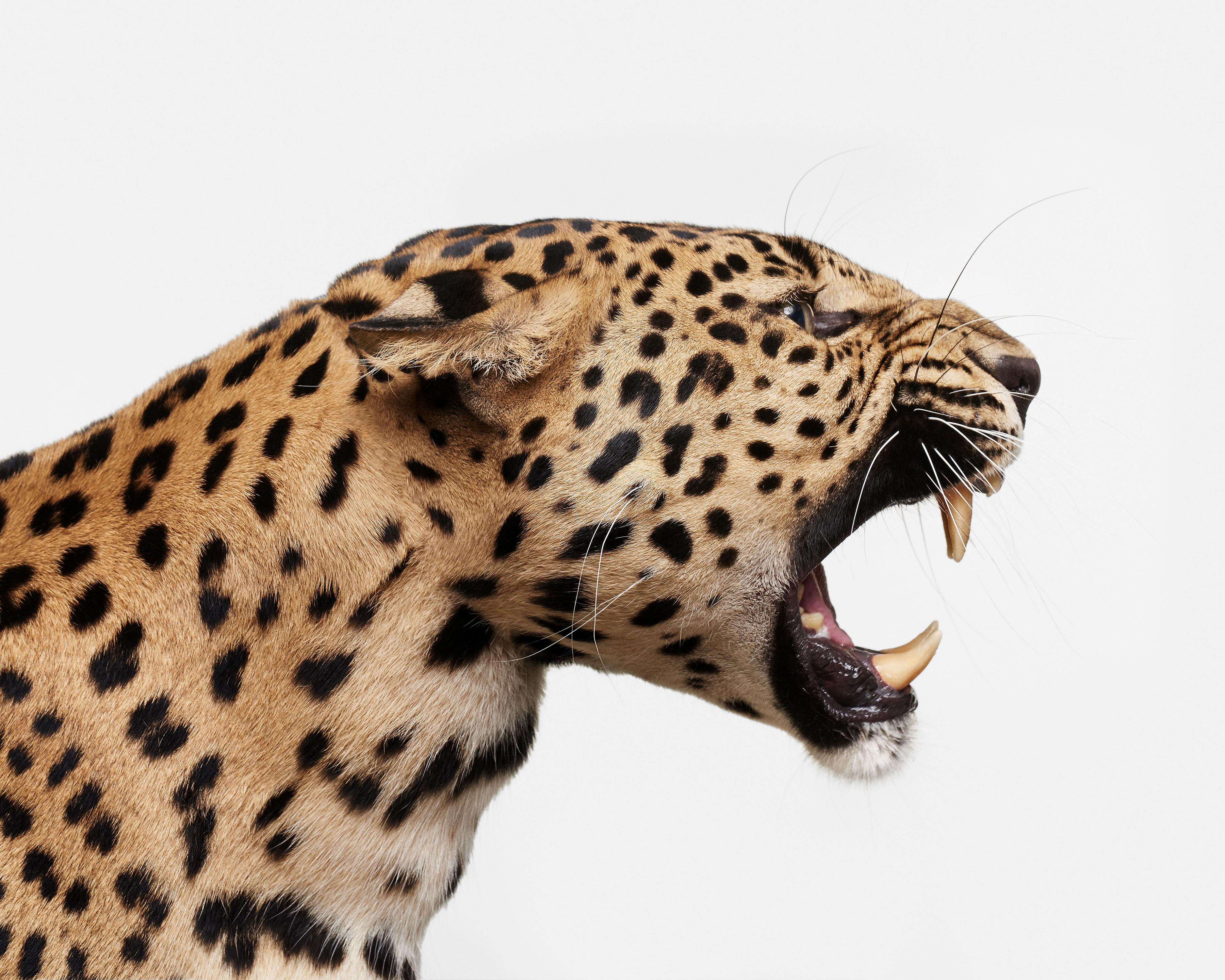 Randal Ford Color Photograph - Spotted Leopard Snarl (30" x 37.5")