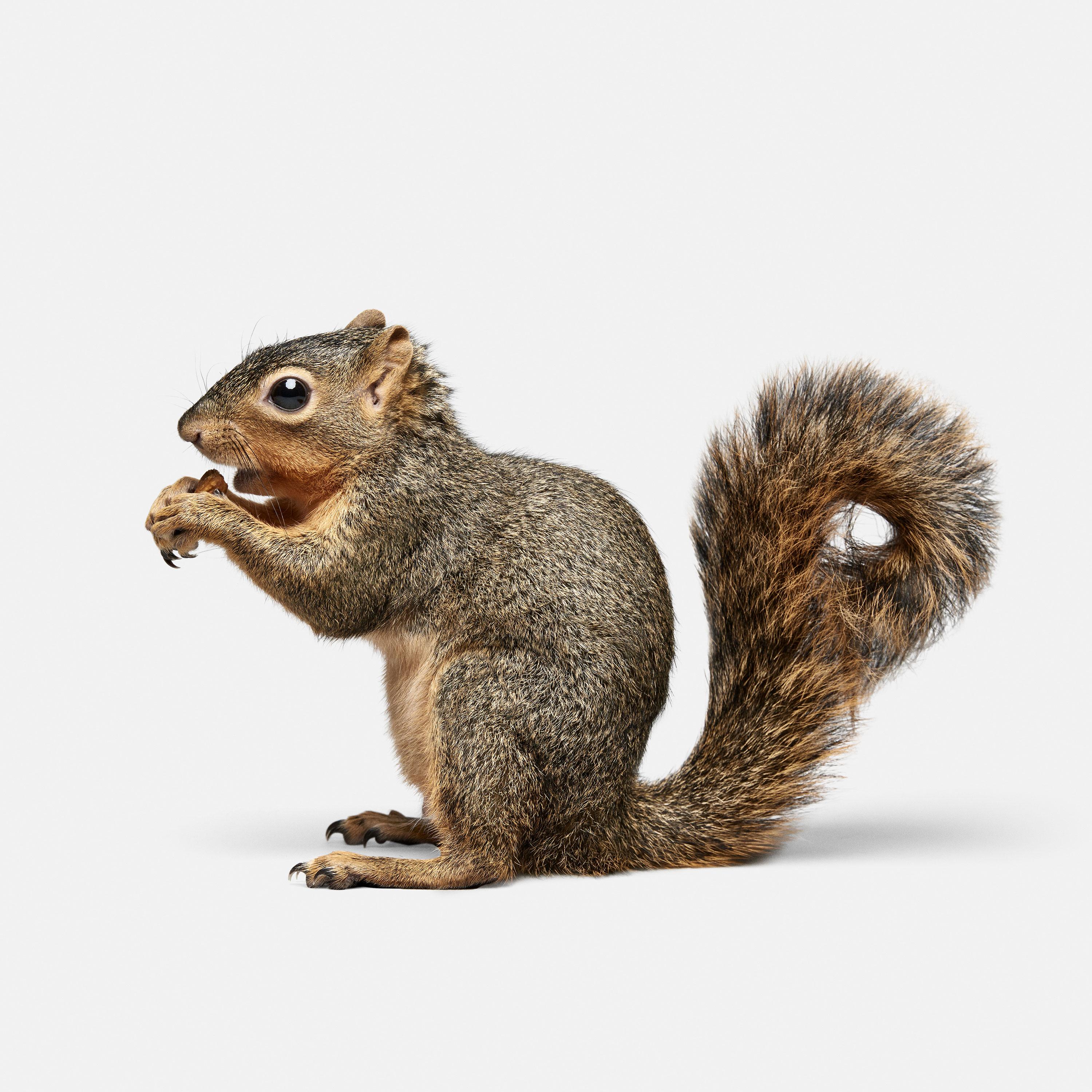Randal Ford Color Photograph - Squirrel No. 1 (40" x 40")