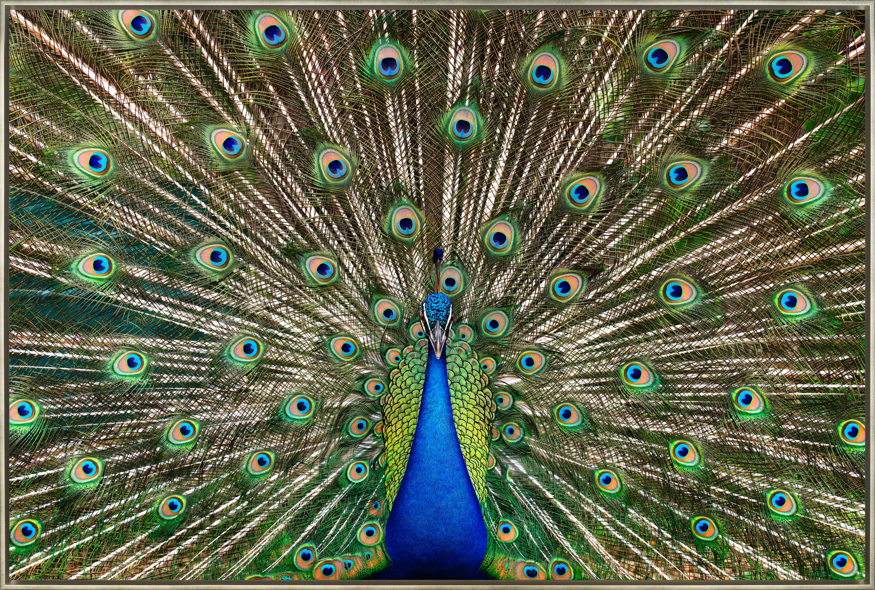 Randal Ford Figurative Photograph - "Strutting Peacock No. 1" Contemporary Photograph on Aluminum Framed