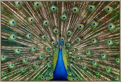 "Strutting Peacock No. 1" Contemporary Photograph on Aluminum Framed