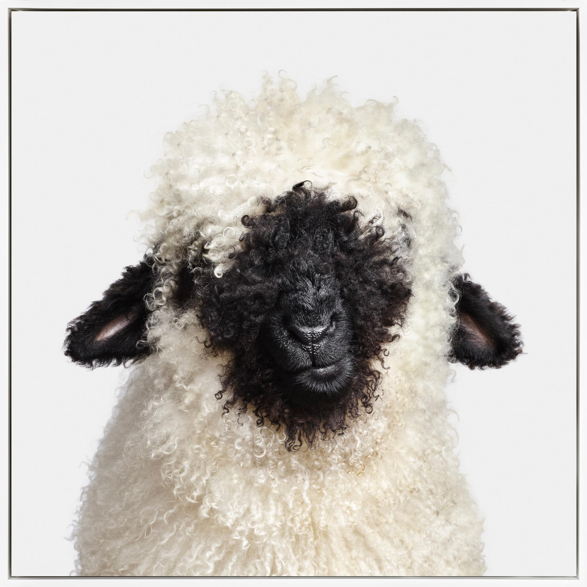 Randal Ford Figurative Photograph - "Swiss Valais Blacknose Lamb No. 2" Contemporary Photograph on Aluminum Framed