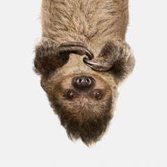 Upside Down Sloth (32" x 32")