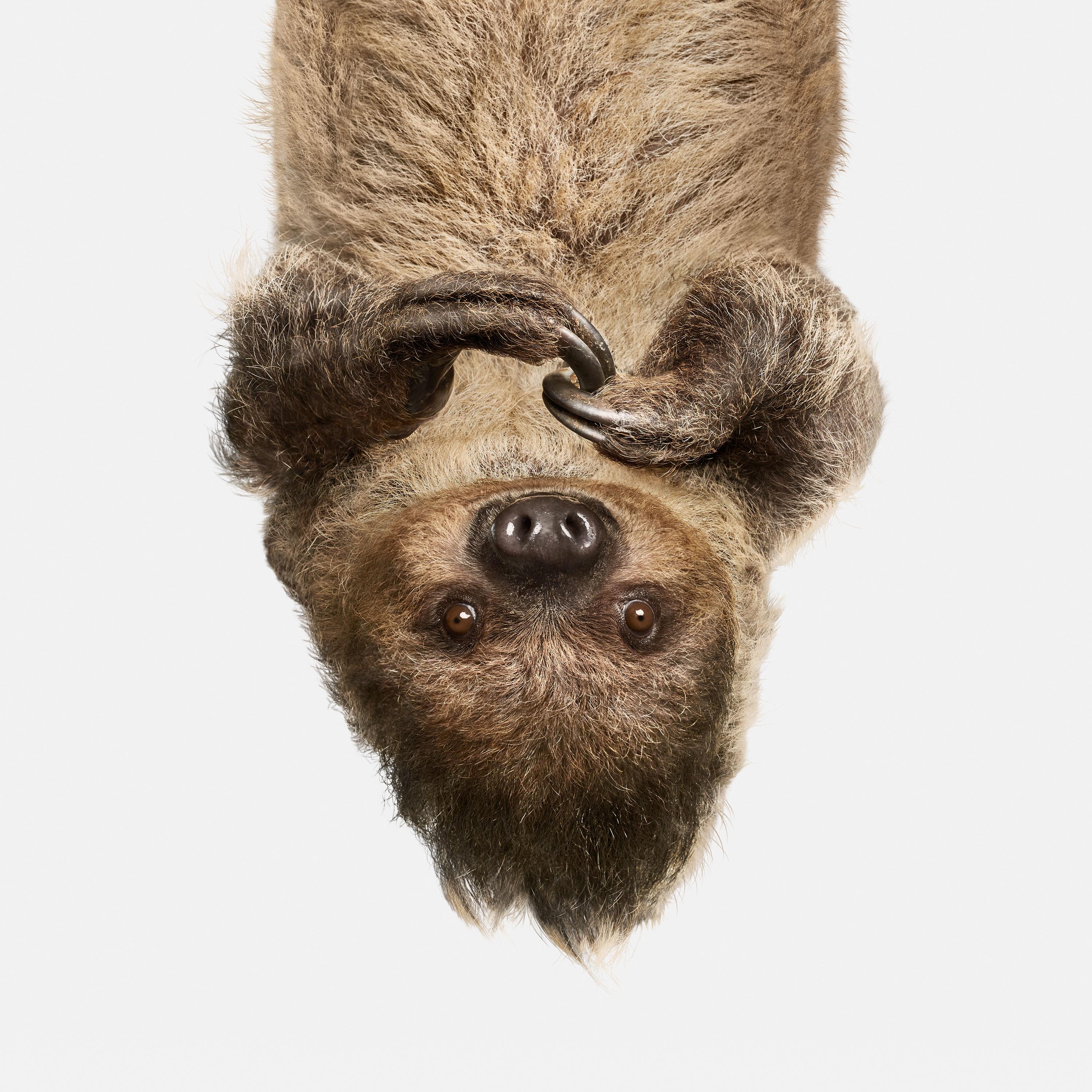 Upside Down Sloth (40" x 40")