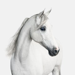 White Arabian Horse No. 1 (40" x 40")