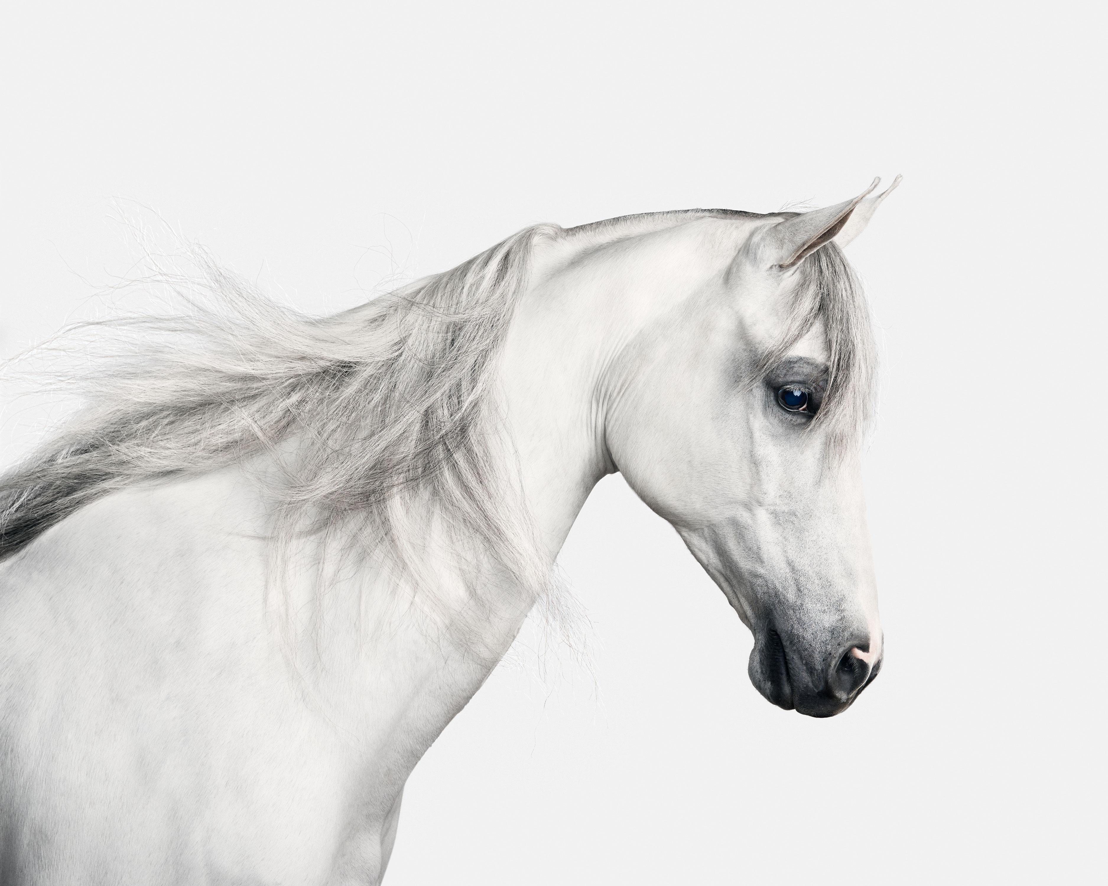 Randal Ford Color Photograph - White Arabian Horse No. 2 (40" x 50")