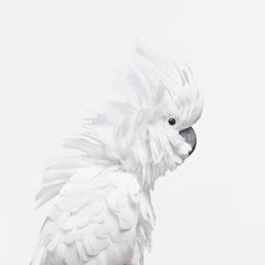 White Cockatoo (32" x 32")