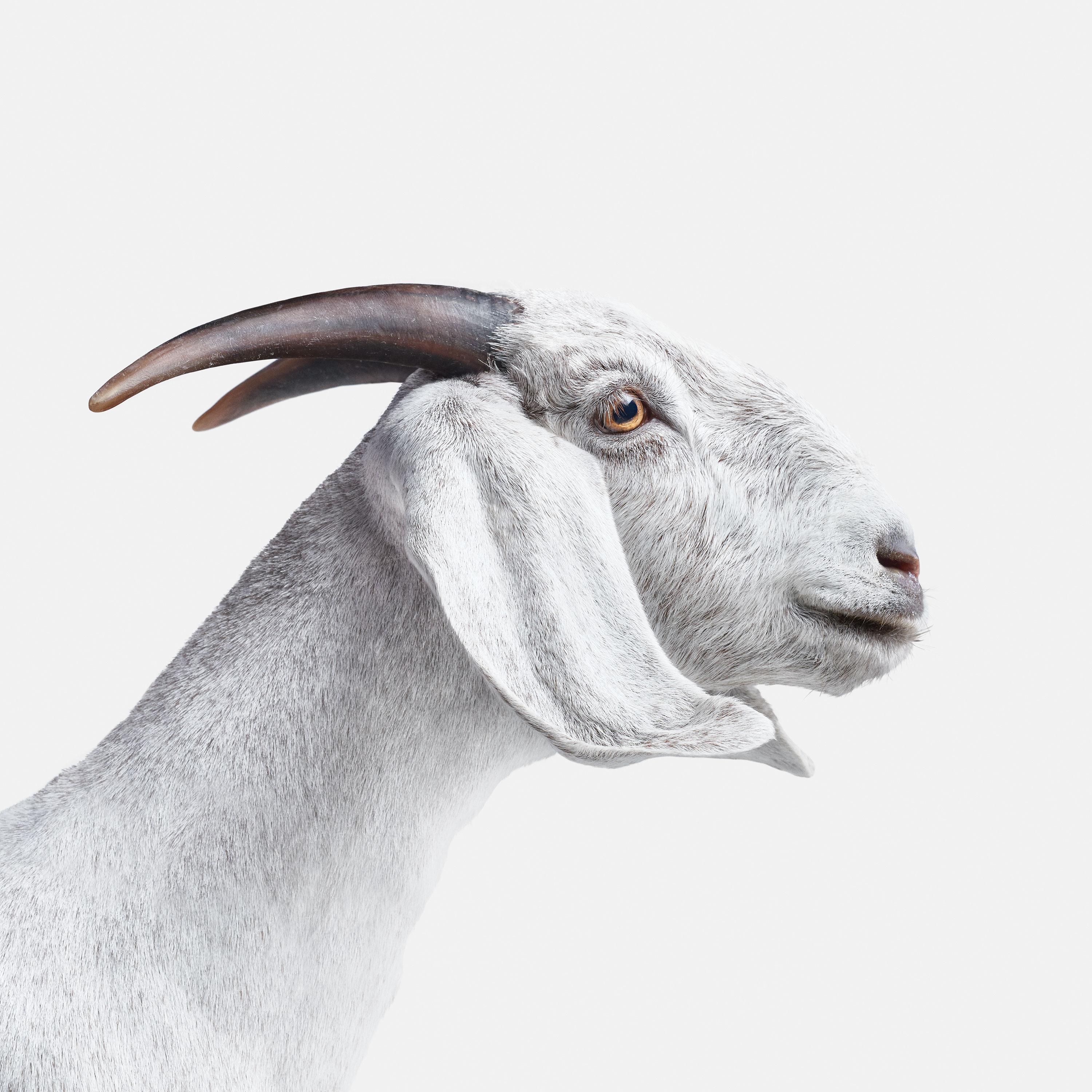 Randal Ford Animal Print - White Goat No. 1 (40" x 40")