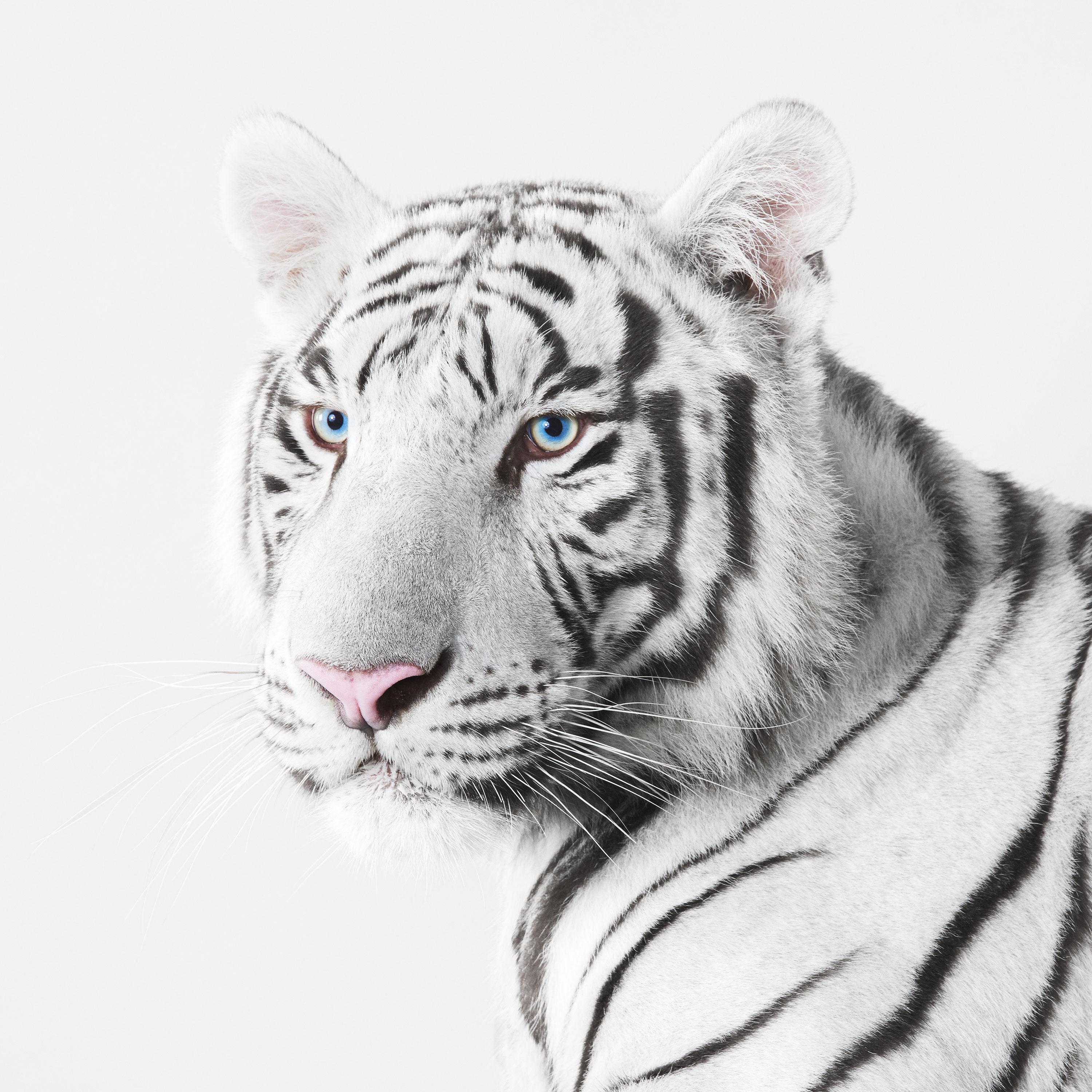 Randal Ford Animal Print - White Tiger (32" x 32")