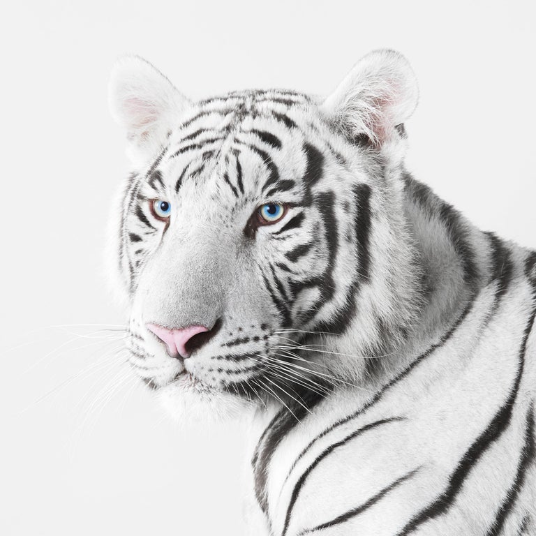 Randal Ford White Tiger (40" x 40") For Sale at 1stDibs