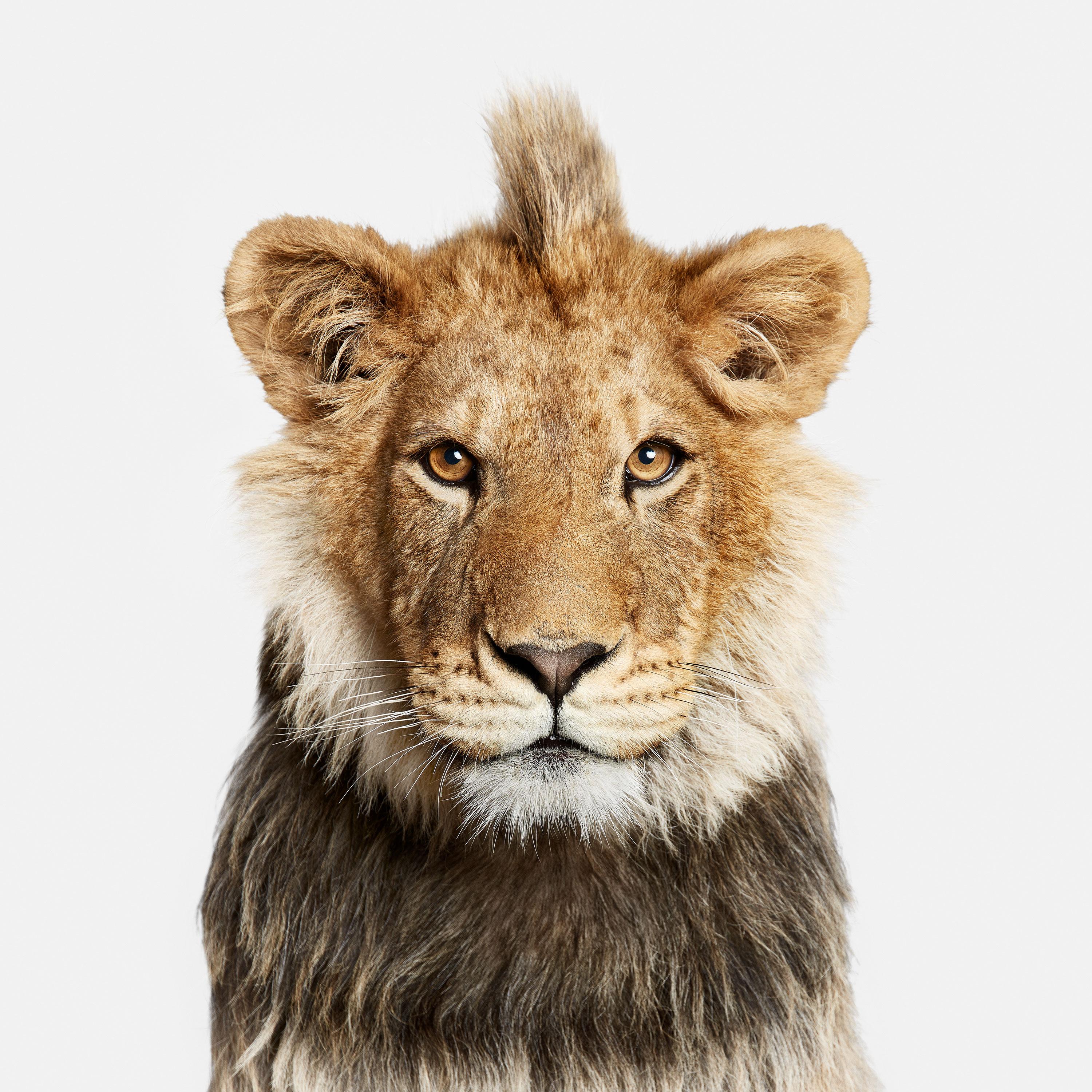 Randal Ford Animal Print - Young Lion (48" x 48")