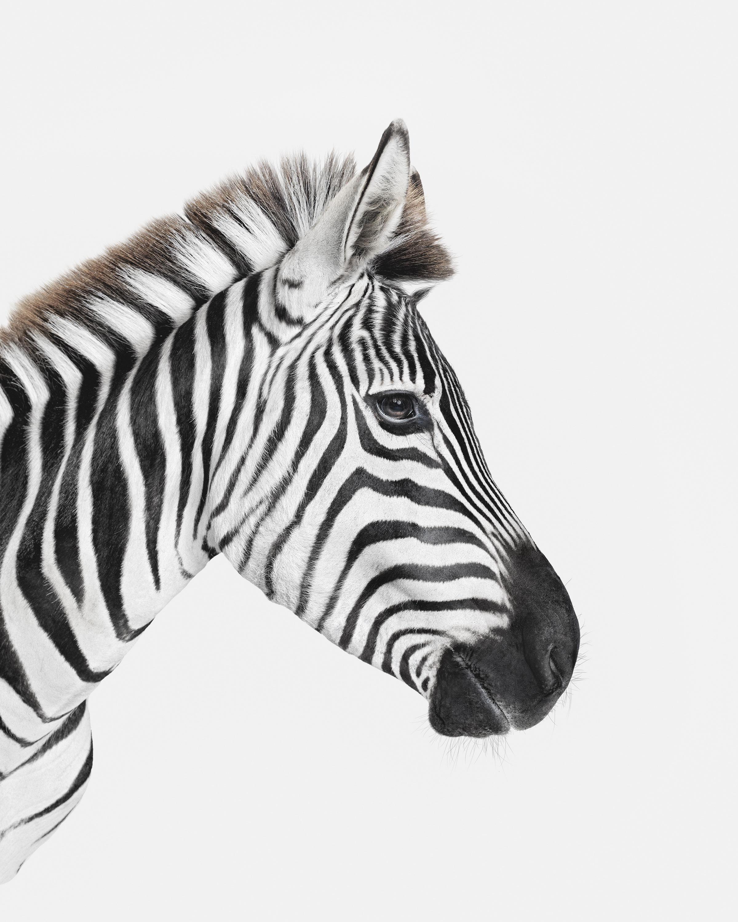 Randal Ford Animal Print - Zebra Profile (50" x 40")