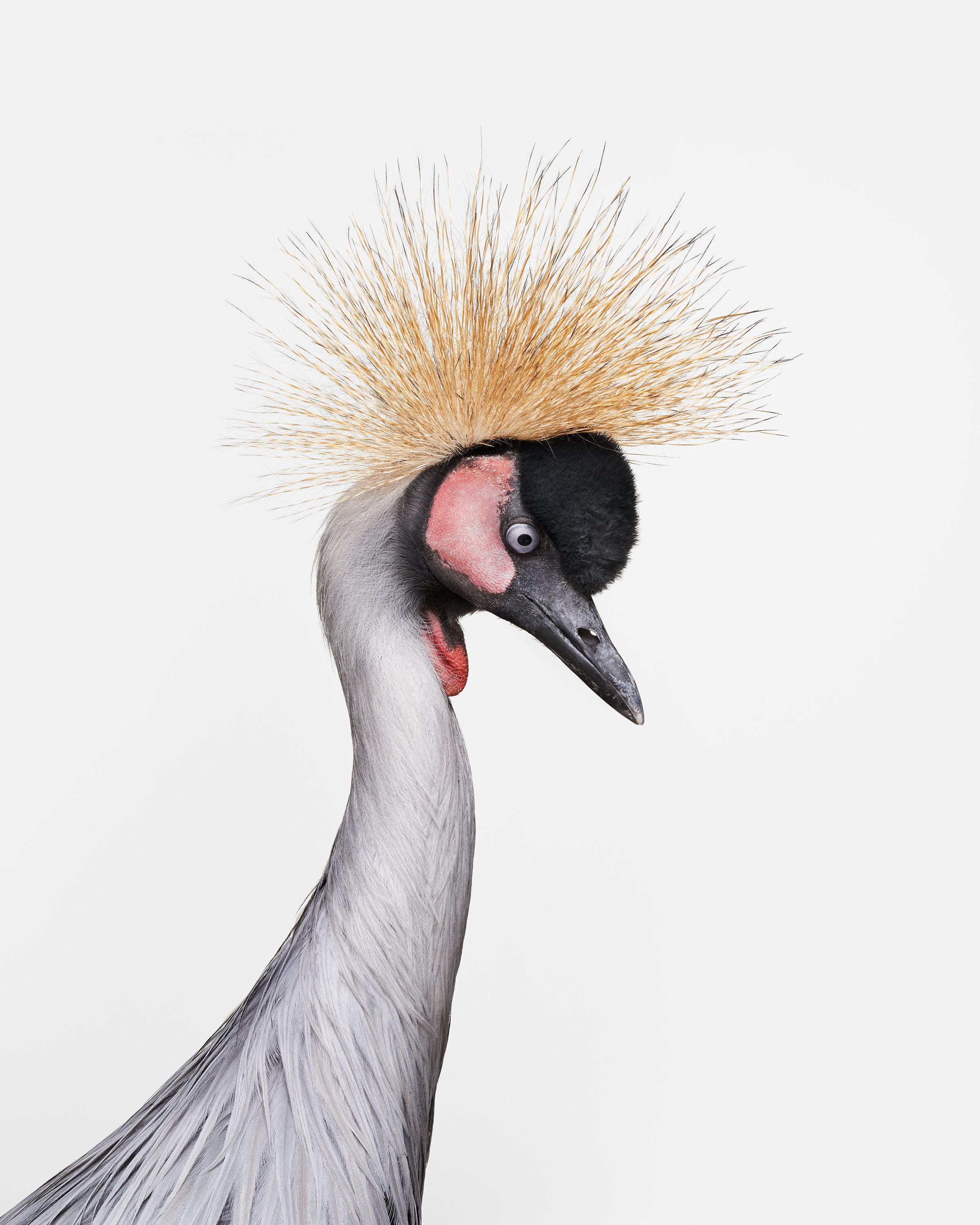 Randal Ford – African Crane No. 3, Fotografie 2018, Nachdruck