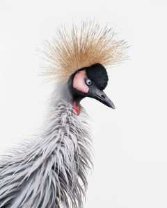 Randal Ford - Grulla africana n.º 4, Fotografía 2018, Impresión posterior