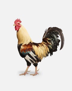 Randal Ford - Americana Rooster No. 1, Photography 2018