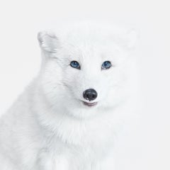 Randal Ford - Arctic Fox No. 2, Photography 2018, Printed After